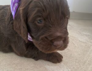 Chocolate cockerpoo puppy dog wearing purple ribbon